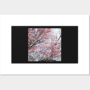 blossoming almond tree Posters and Art